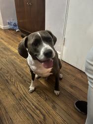 Found/Stray Male Dog last seen In the park playing with my dog, Washington, DC 20011