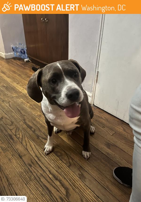 Found/Stray Male Dog last seen In the park playing with my dog, Washington, DC 20011