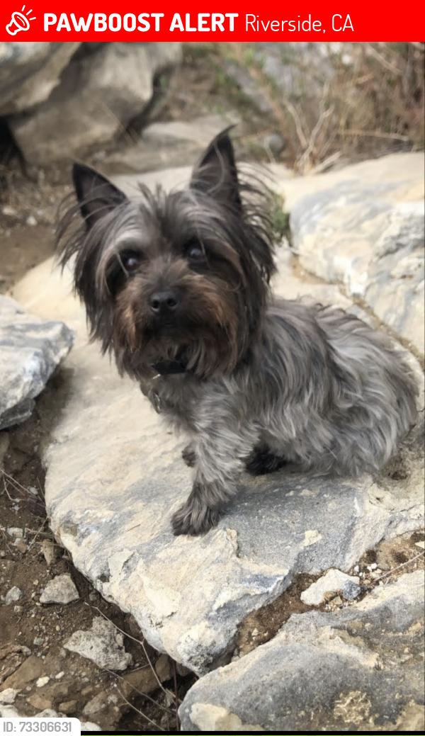 Lost Female Dog last seen Campbell and Reservoir Rd, Riverside, CA 92509