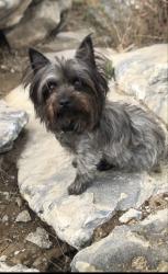 Lost Female Dog last seen Campbell and Reservoir Rd, Riverside, CA 92509