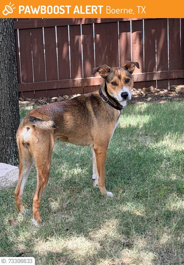Found/Stray Female Dog last seen Ralph Fair, Boerne, TX 78015