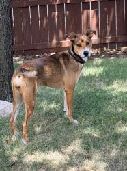 Found/Stray Female Dog last seen Ralph Fair, Boerne, TX 78015