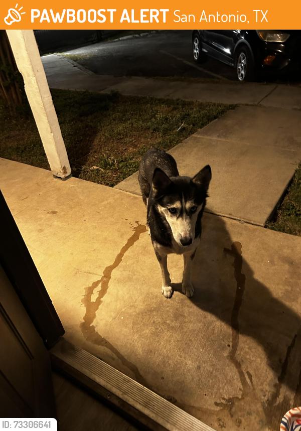 Found/Stray Unknown Dog last seen Mclaughlin and New Laredo, San Antonio, TX 78211