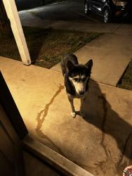 Found/Stray Unknown Dog last seen Mclaughlin and New Laredo, San Antonio, TX 78211