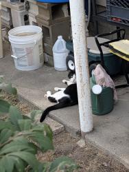 Found/Stray Unknown Cat last seen Howe and Vanborn, Wayne, MI 48184