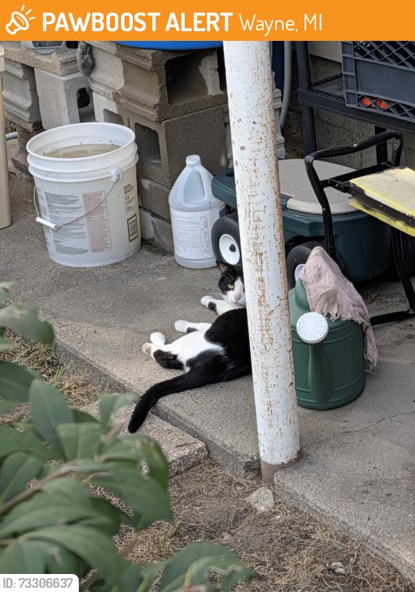 Found/Stray Unknown Cat last seen Howe and Vanborn, Wayne, MI 48184