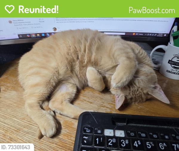 Reunited Female Cat last seen Higgins & Bellcrest, San Antonio, TX 78217