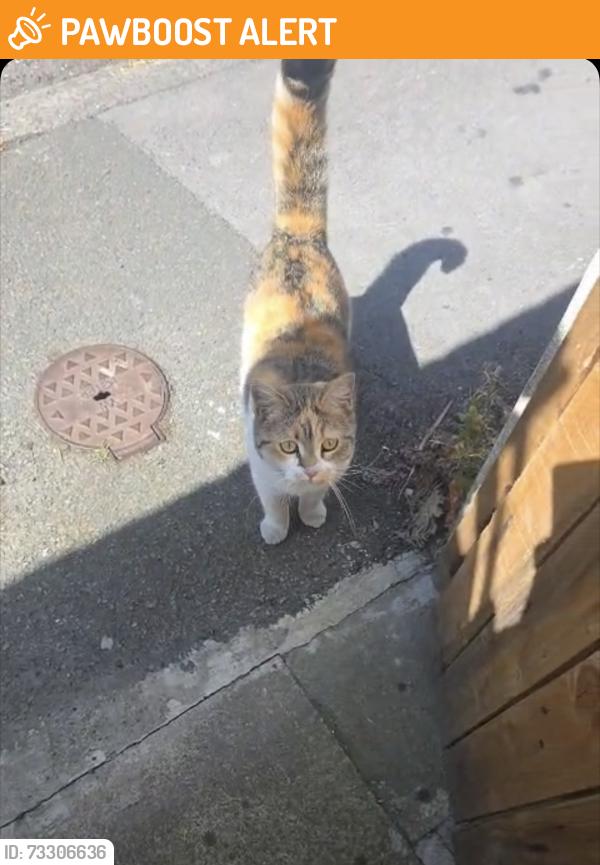 Found/Stray Unknown Cat last seen near swinton terrace halifax, West Yorkshire, England 