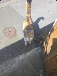 Found/Stray Unknown Cat last seen near swinton terrace halifax, West Yorkshire, England 