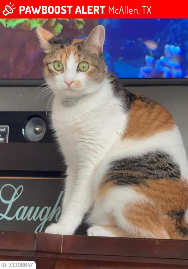 Lost Female Cat last seen Yale Ave, McAllen, TX 78504