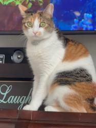 Lost Female Cat last seen Yale Ave, McAllen, TX 78504