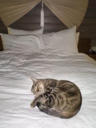 Found/Stray Female Cat last seen Close to UCR, Riverside, CA 92507