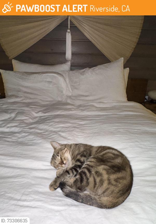 Found/Stray Female Cat last seen Close to UCR, Riverside, CA 92507