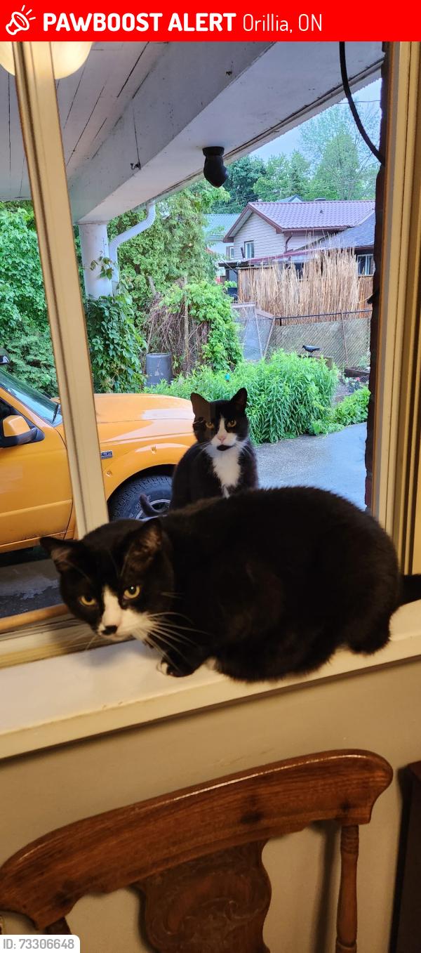 Lost Male Cat last seen Forest Ave N., Orillia, ON 