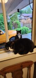 Lost Male Cat last seen Forest Ave N., Orillia, ON 