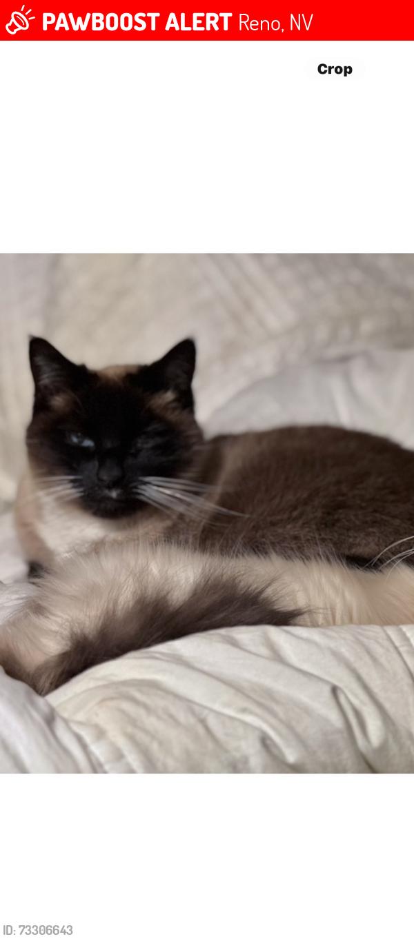 Lost Female Cat last seen Hunter lake, Reno, NV 89509