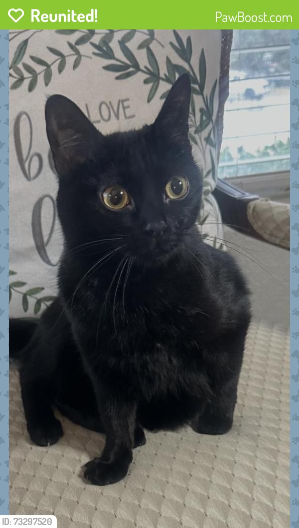 Reunited Female Cat last seen Golden Pond, Azle, TX 76020