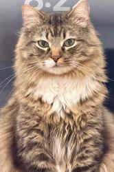 Reunited Male Cat last seen Forum Fitzsimons Apartments, Aurora, CO 80011