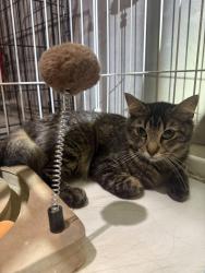 Found/Stray Female Cat last seen Franklin Avenue & 3rd Avenue South, Minneapolis, MN 55404