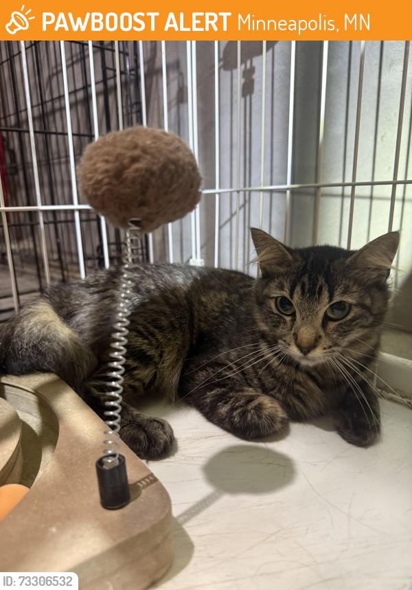 Found/Stray Female Cat last seen Franklin Avenue & 3rd Avenue South, Minneapolis, MN 55404