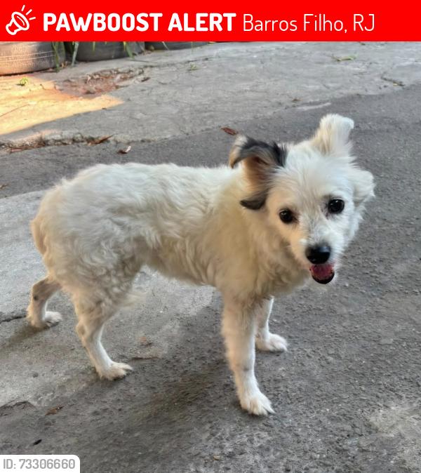 Lost Female Dog last seen Avenida Brasil, Barros Filho, RJ 