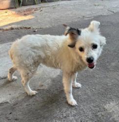 Lost Female Dog last seen Avenida Brasil, Barros Filho, RJ 