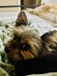 Reunited Female Dog last seen Old Jacksonville hwy, Tyler, TX 75701