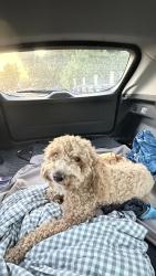 Reunited Male Dog last seen Cll Mendoza, Coachella, CA 92236, USA, Coachella, CA 92236