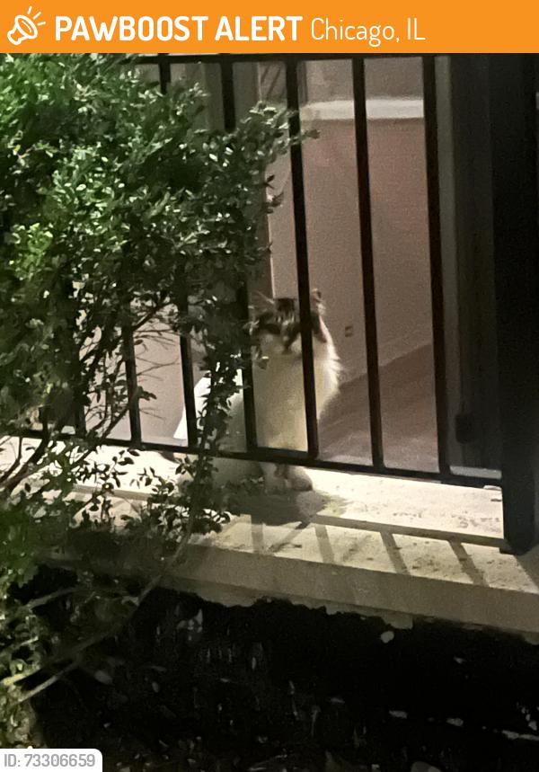 Found/Stray Unknown Cat last seen Near Honore, Chicago, IL 60622