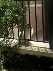 Found/Stray Unknown Cat last seen Near Honore, Chicago, IL 60622