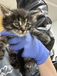 Shelter Stray Female Cat last seen E TURNER RD at BECKMAN RD, San Joaquin County, CA, 6201 Florin Perkins Rd, Sacramento, CA 95828, USA