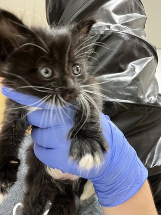 Shelter Stray Female Cat last seen E TURNER RD at BECKMAN RD, San Joaquin County, CA, 6201 Florin Perkins Rd, Sacramento, CA 95828, USA