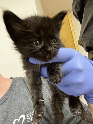 Shelter Stray Female Cat last seen E TURNER RD at BECKMAN RD, San Joaquin County, CA, 6201 Florin Perkins Rd, Sacramento, CA 95828, USA