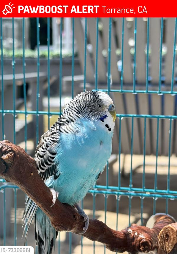 Lost Unknown Bird last seen Del Amo and Hawthorne st, Torrance, CA, 90503, Torrance, CA 90503