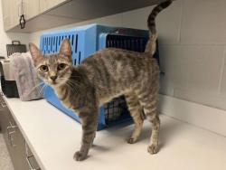 Shelter Stray Female Cat last seen N Hill Haven Rd & N Topping Ave, KCMO, 64117, 64117, MO, 7077 Elmwood Ave, Kansas City, MO 64132, USA