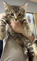 Shelter Stray Male Cat last seen Near Fellsridge Ct.Stone Mountain GA 30083, 30083, GA, 3280 Chamblee Dunwoody Rd, Chamblee, GA 30341, USA