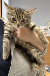 Shelter Stray Male Cat last seen Near Fellsridge Ct.Stone Mountain GA 30083, 30083, GA, 3280 Chamblee Dunwoody Rd, Chamblee, GA 30341, USA