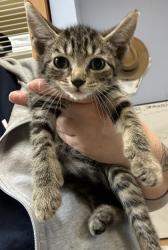 Shelter Stray Female Cat last seen Near Fellsridge Ct.Stone Mountain GA 30083, 30083, GA, 3280 Chamblee Dunwoody Rd, Chamblee, GA 30341, USA