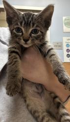 Shelter Stray Male Cat last seen Near Fellsridge Ct.Stone Mountain GA 30083, 30083, GA, 3280 Chamblee Dunwoody Rd, Chamblee, GA 30341, USA