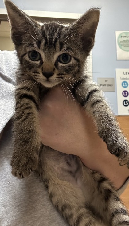 Shelter Stray Male Cat last seen Near Fellsridge Ct.Stone Mountain GA 30083, 30083, GA, 3280 Chamblee Dunwoody Rd, Chamblee, GA 30341, USA