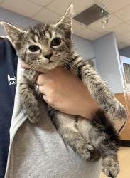 Shelter Stray Female Cat last seen Near Fellsridge Ct.Stone Mountain GA 30083, 30083, GA, 3280 Chamblee Dunwoody Rd, Chamblee, GA 30341, USA