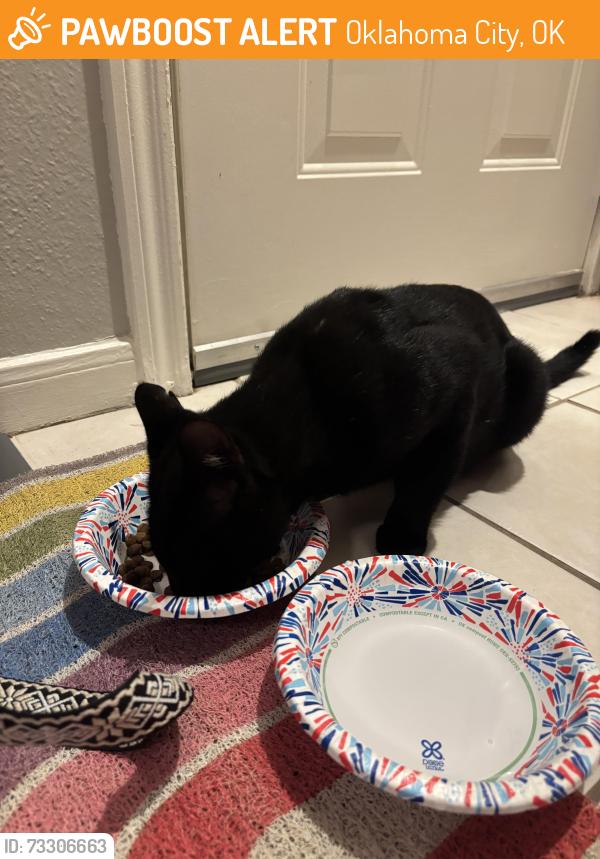 Found/Stray Unknown Cat last seen West Memorial, Oklahoma City, OK 73142
