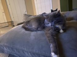 Lost Female Cat last seen Cambrian park ct, Sugar Land, TX 77479