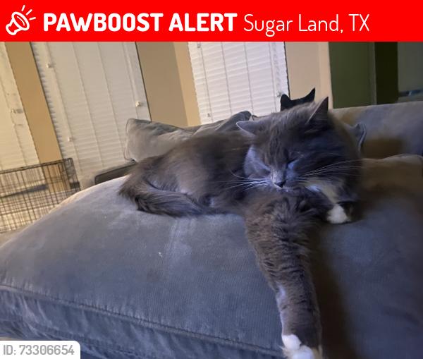 Lost Female Cat last seen Cambrian park ct, Sugar Land, TX 77479