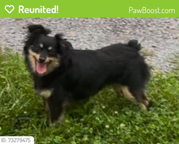 Reunited Female Dog last seen Fairgarden,, Fairgarden, TN 37876