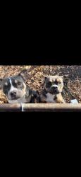 Lost Male Dog last seen George Washington hwy, Chesapeake, VA 23323