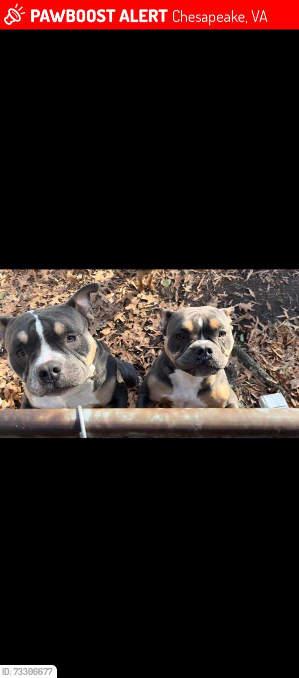 Lost Male Dog last seen George Washington hwy, Chesapeake, VA 23323
