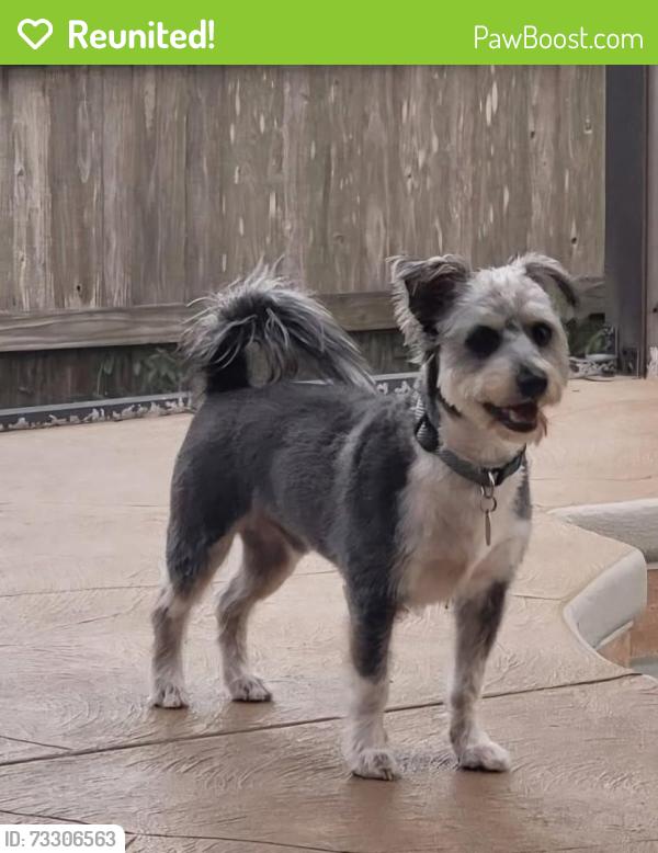 Reunited Male Dog last seen Euclid Ave Port St John, Cocoa, FL 32927