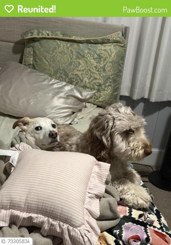 Reunited Male Dog last seen Near sawmills elementary, Sawmills, NC 28630