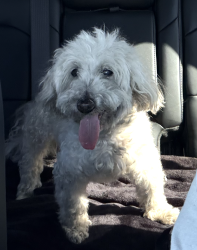 Reunited Unknown Dog last seen S. Broadway ave & Alondra Blvd., West Rancho Dominguez, CA 90248